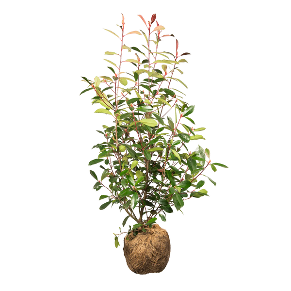 Glanzmispel Red Robin (Photinia x fraseri 'Red Robin') | 80-100 cm mit  Wurzelballen