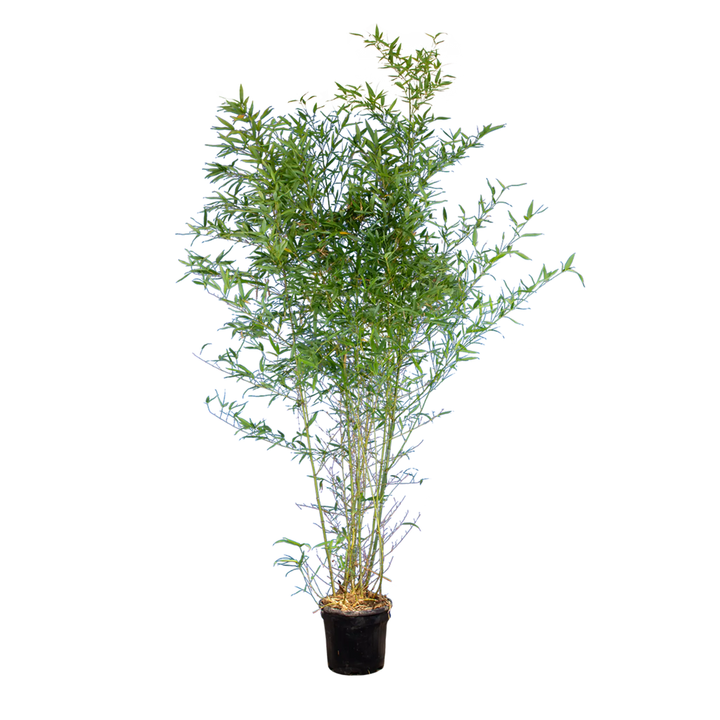 Bambus aurea (Phyllostachys aurea) | 175-200 cm im Topf