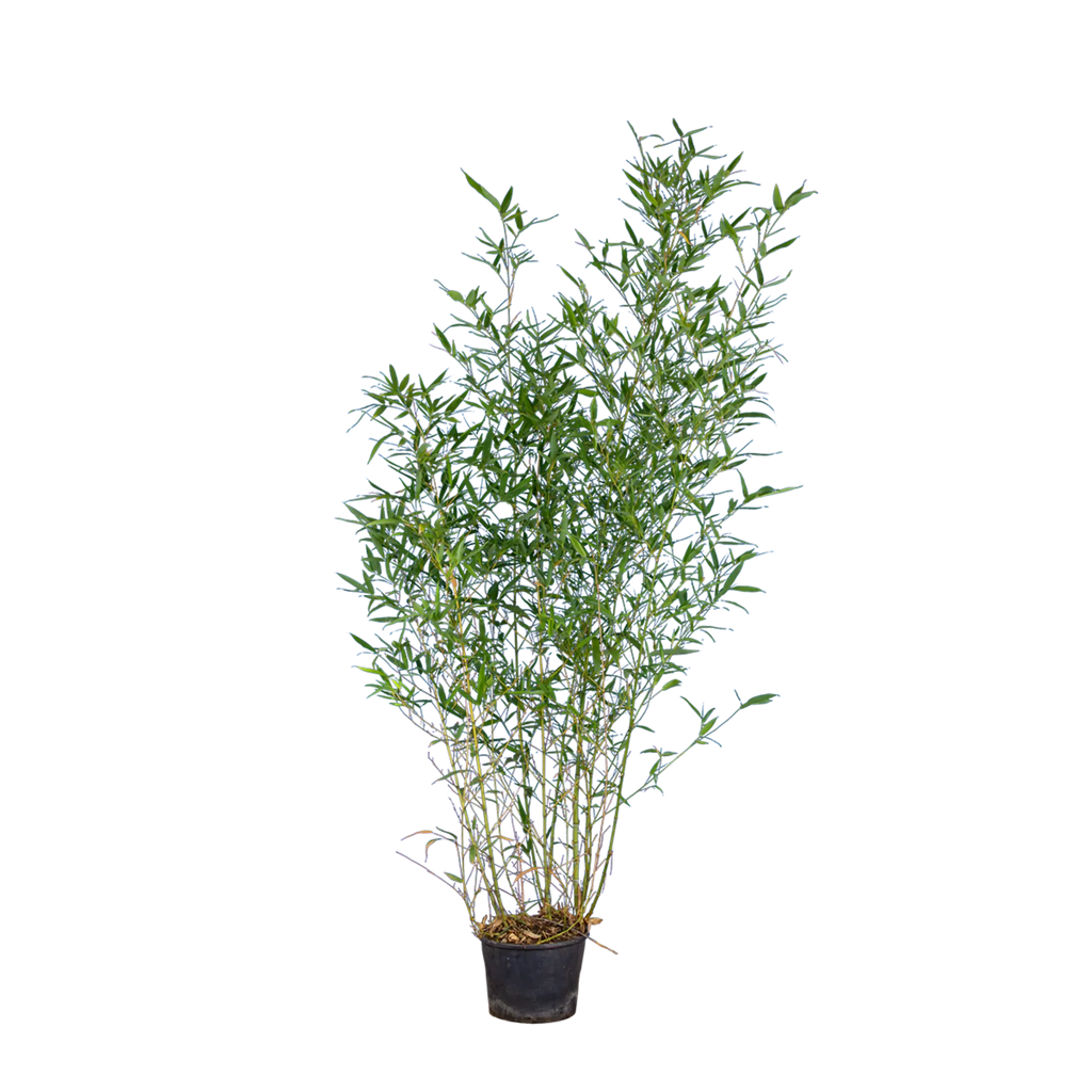 Bambus Aureocaulis (Phyllostachys aureosulcata 'Aureocaulis') | 100-125 cm  im Topf