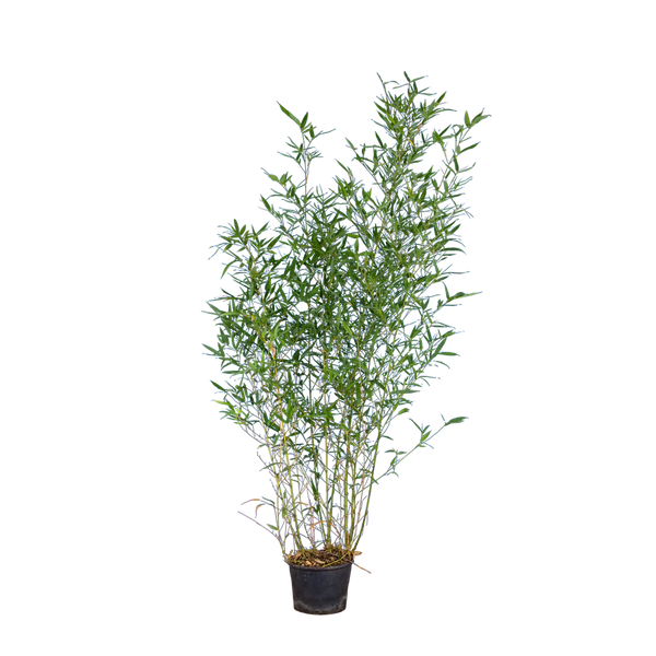 Bambus Aureocaulis (Phyllostachys aureosulcata 'Aureocaulis') | 100-125 cm  im Topf