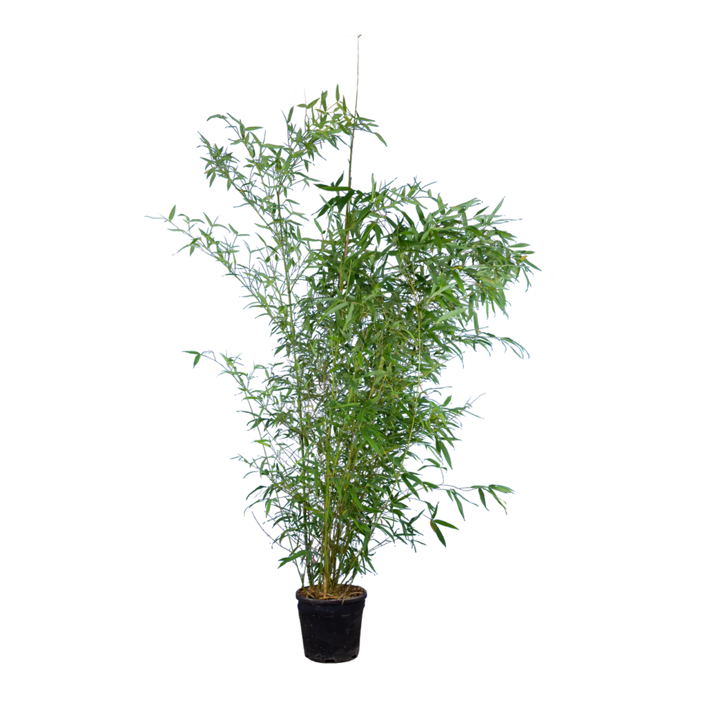 Bambus Aureocaulis (Phyllostachys aureosulcata 'Aureocaulis') | 125-150 cm  im Topf