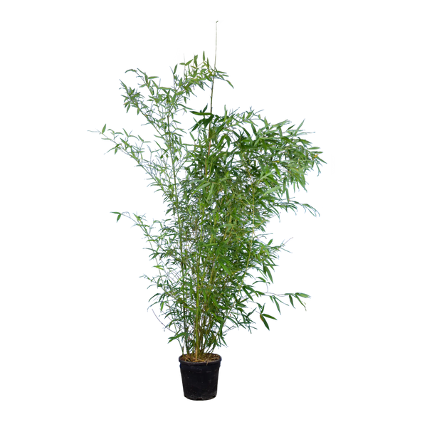 Bambus Aureocaulis (Phyllostachys aureosulcata 'Aureocaulis') | 125-150 cm  im Topf