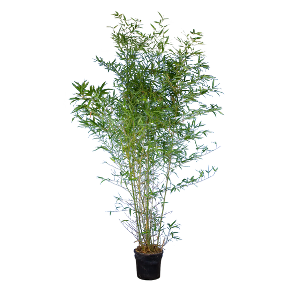 Bambus Aureocaulis (Phyllostachys aureosulcata 'Aureocaulis') | 175-200 cm  im Topf