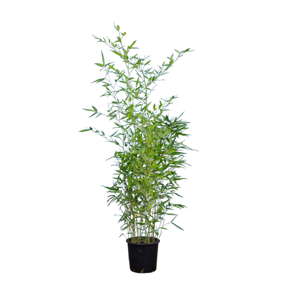 bambus bodenbeschaffenheit Bambus Bissetii (Phyllostachys bissetii) | 100-125 cm im Topf