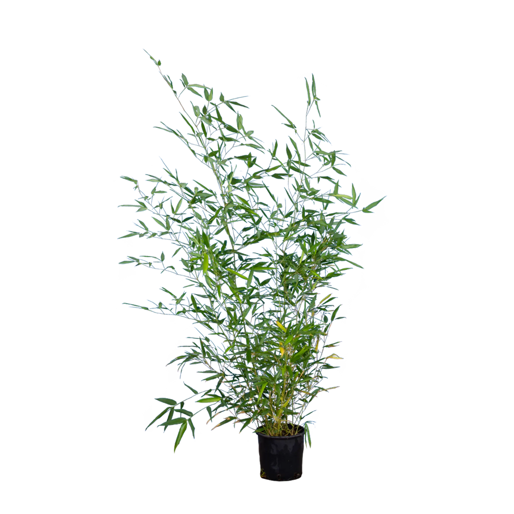 Bambus Bissetii (Phyllostachys bissetii) | 125-150 cm im Topf
