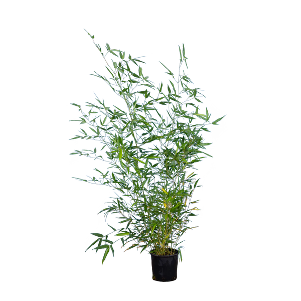 Bambus Bissetii (Phyllostachys bissetii) | 125-150 cm im Topf