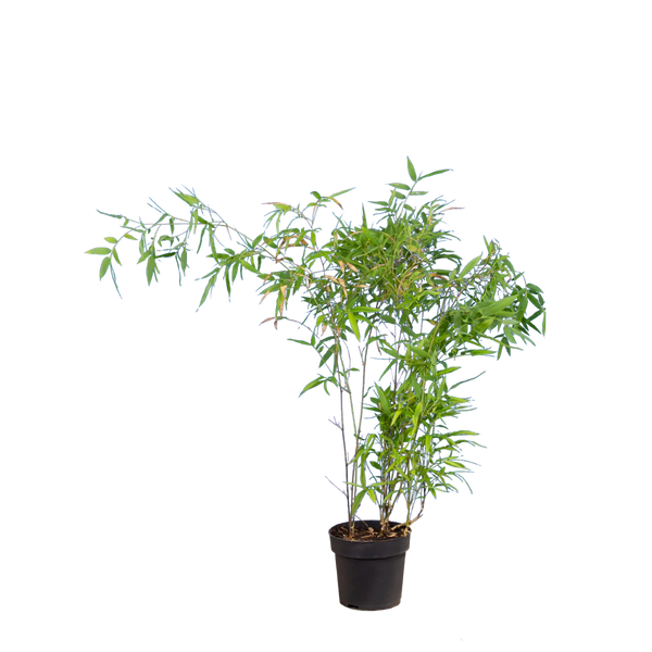 Schwarzer Bambus (Phyllostachys nigra) | 100-125 cm im Topf