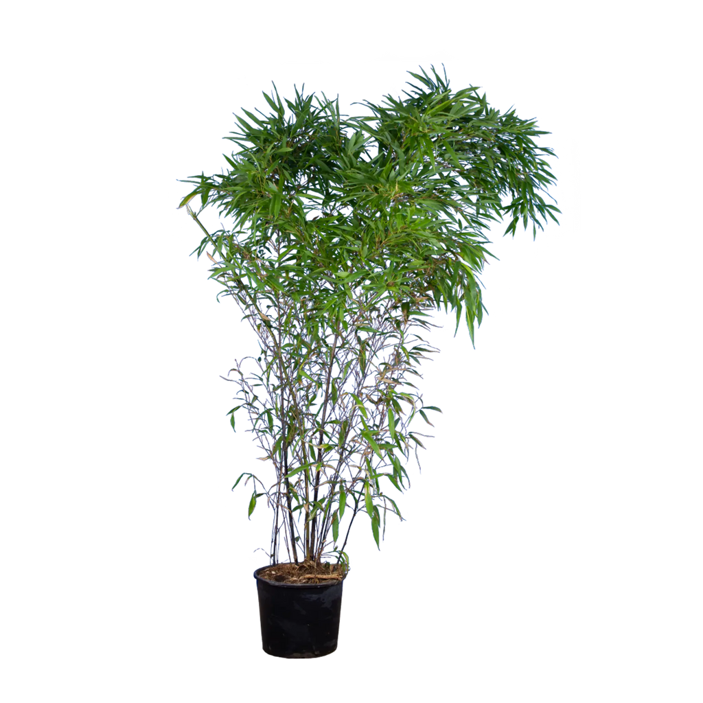 bambus mit schwarzen stielen Schwarzer Bambus (Phyllostachys nigra) | 125-150 cm im Topf