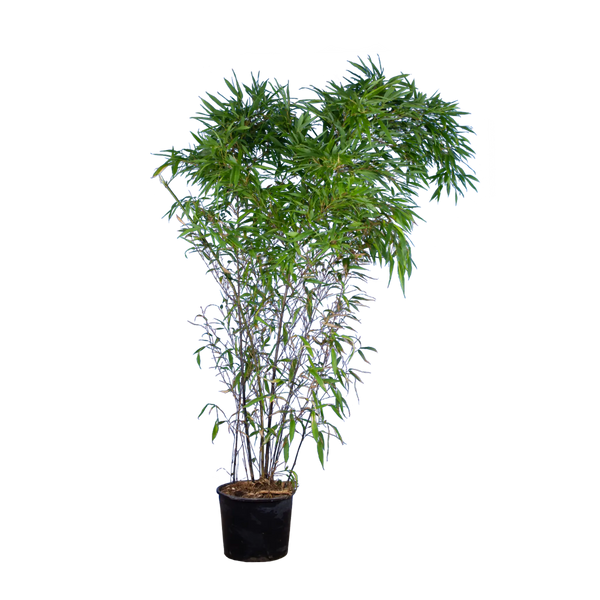 Schwarzer Bambus (Phyllostachys nigra) | 125-150 cm im Topf