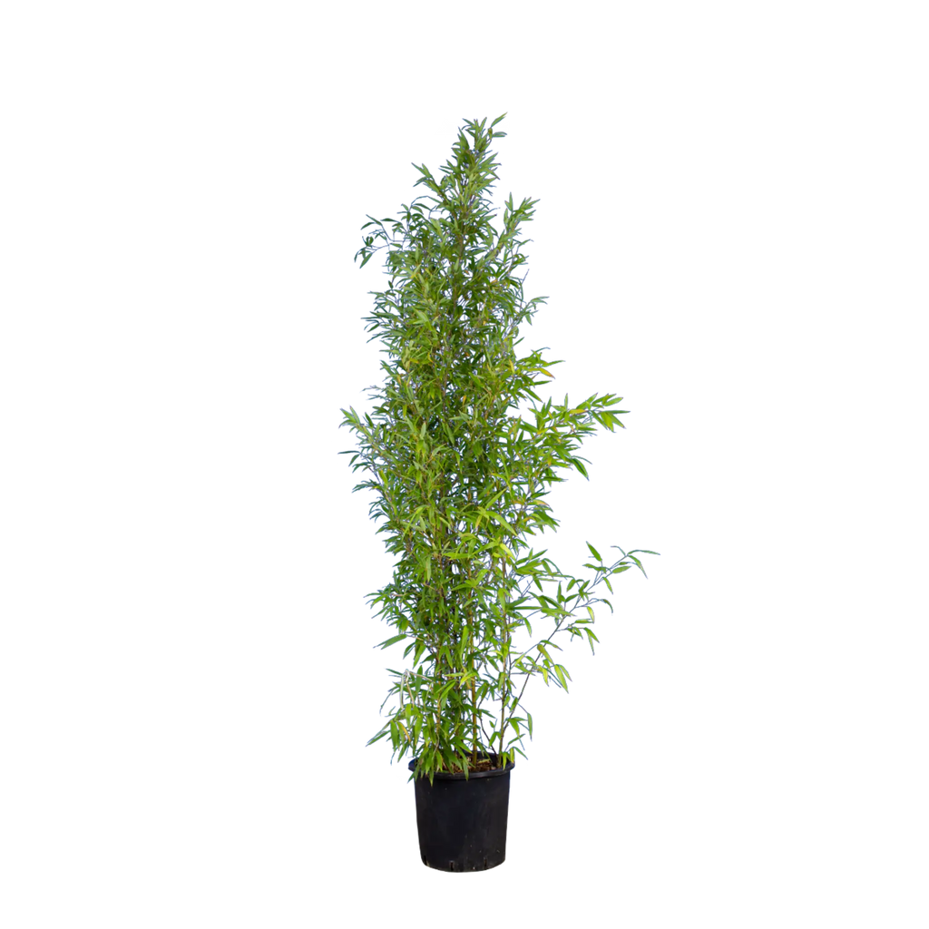 bambus schwarze punkte Schwarzer Bambus (Phyllostachys nigra) | 150-175 cm im Topf