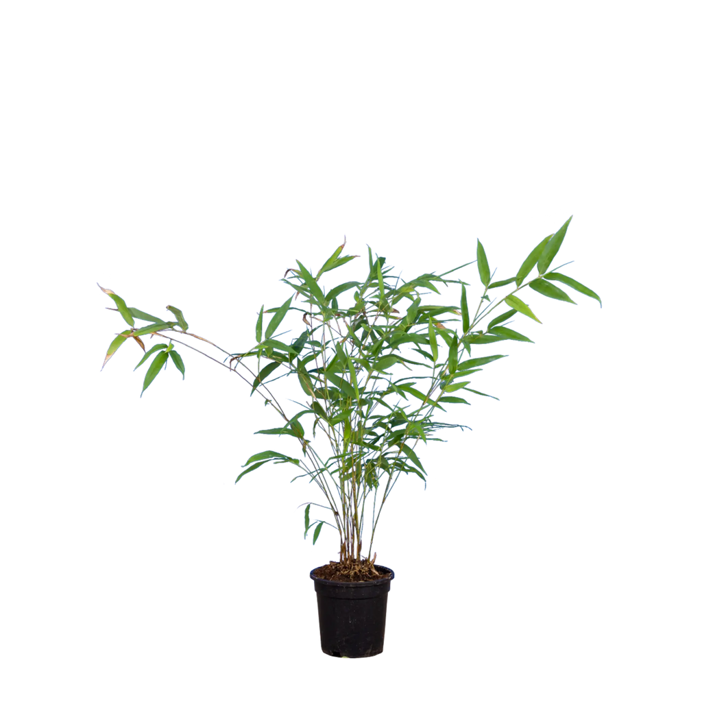 Schwarzer Bambus (Phyllostachys nigra) | 60-80 cm im Topf
