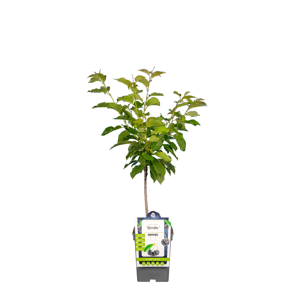 Kirschbaum 'Kordia'