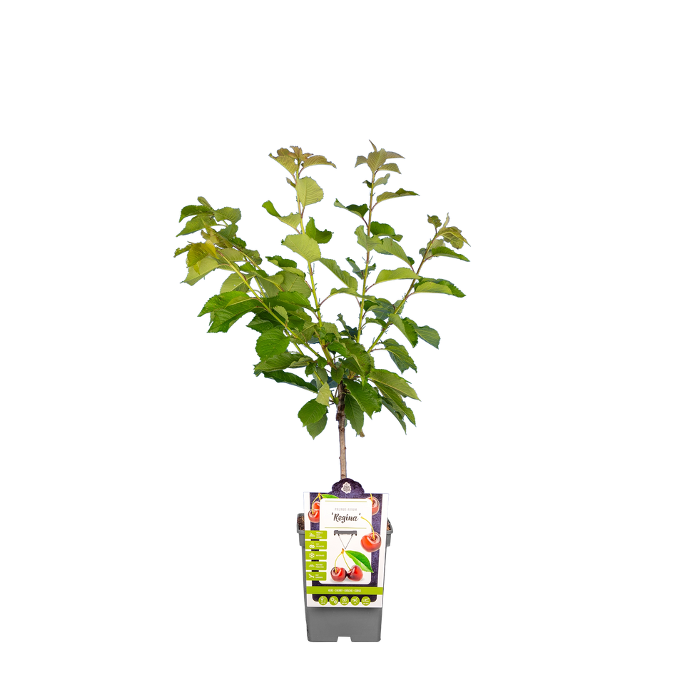 Kirschbaum 'Regina'