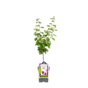 Pflaumenbaum 'Reine Claude d'Althan'