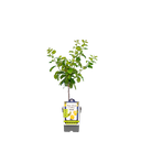 Pflaumenbaum 'Reine Claude d'Oullins'