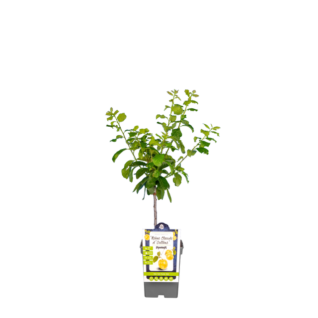Pflaumenbaum 'Reine Claude d'Oullins'