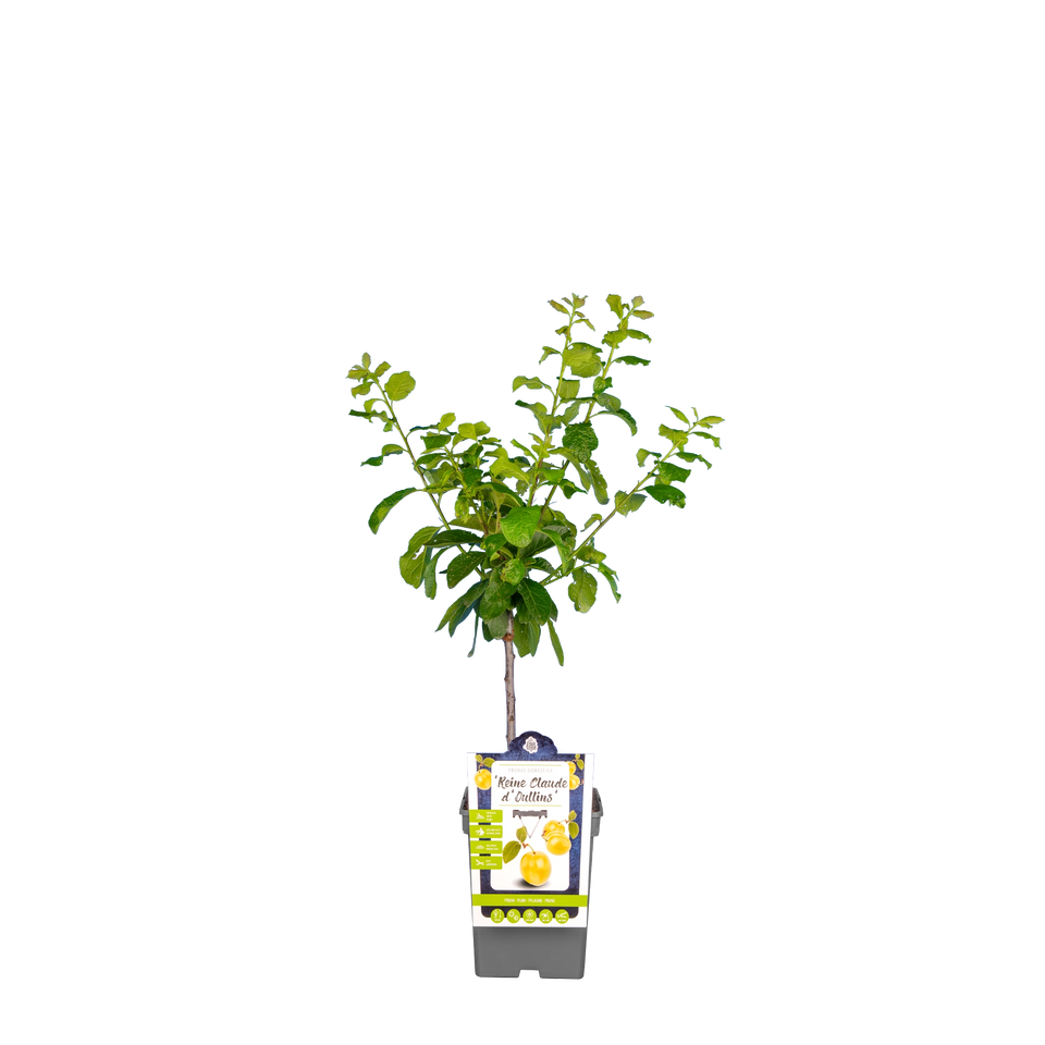 Pflaumenbaum 'Reine Claude d'Oullins'