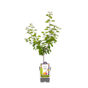 Pflaumenbaum 'Victoria'