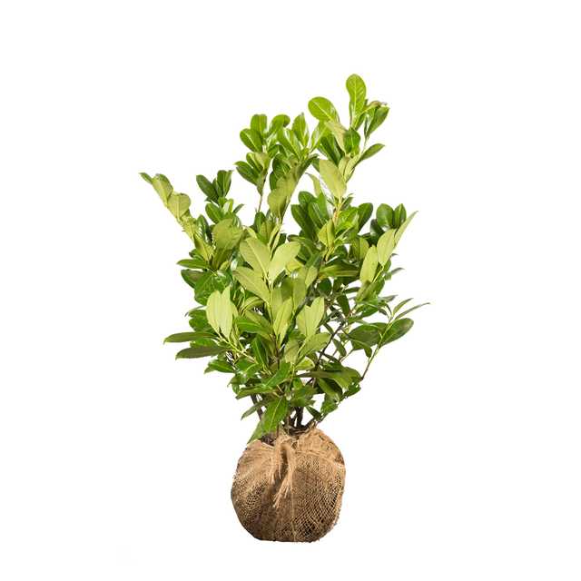 Kirschlorbeer Rotundifolia