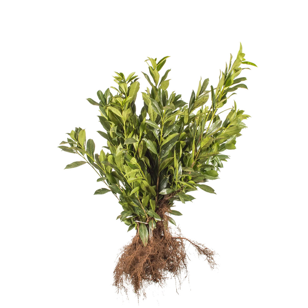 Kirschlorbeer Caucasica (Prunus laurocerasus 'Caucasica') | 20-30 cm  Wurzelware | Garmundo.de
