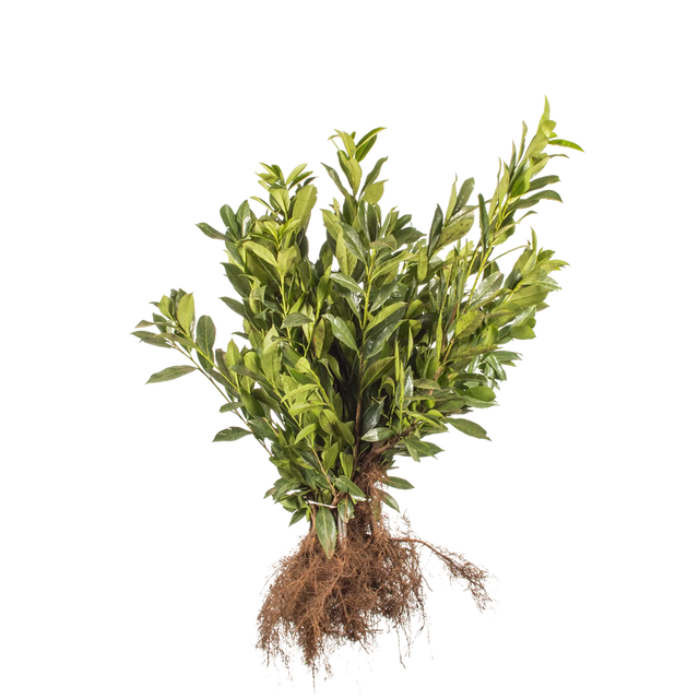 Kirschlorbeer Caucasica