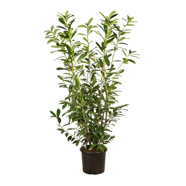 Kirschlorbeer Caucasica