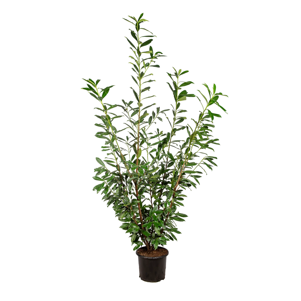 Kirschlorbeer Caucasica