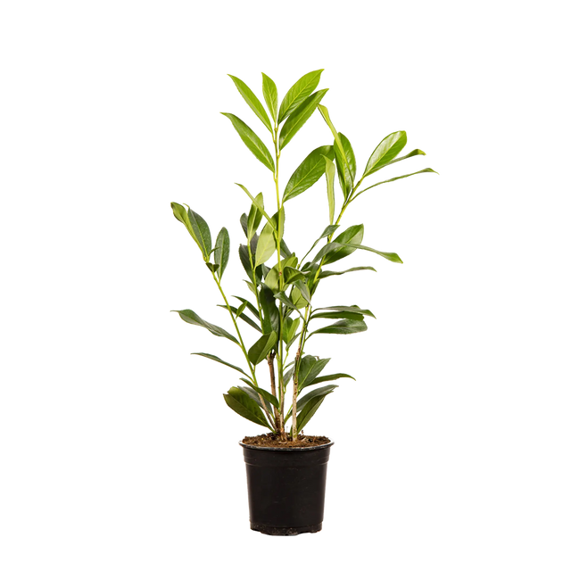 Kirschlorbeer Caucasica