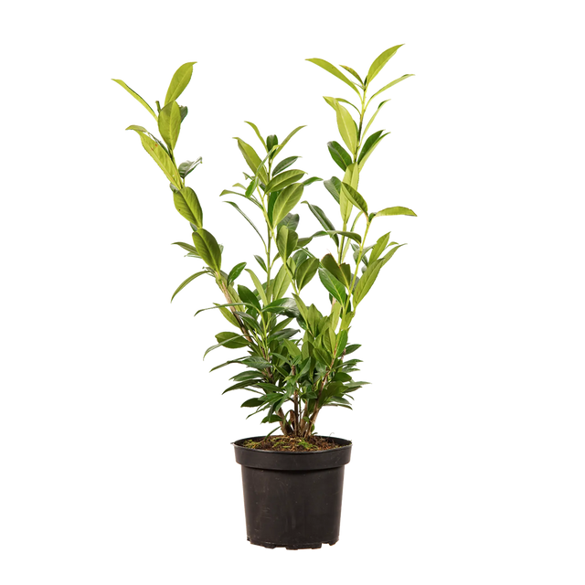 Kirschlorbeer Caucasica