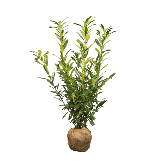 Kirschlorbeer Caucasica