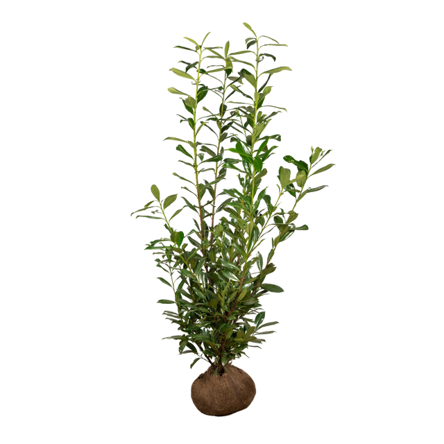 Kirschlorbeer Caucasica