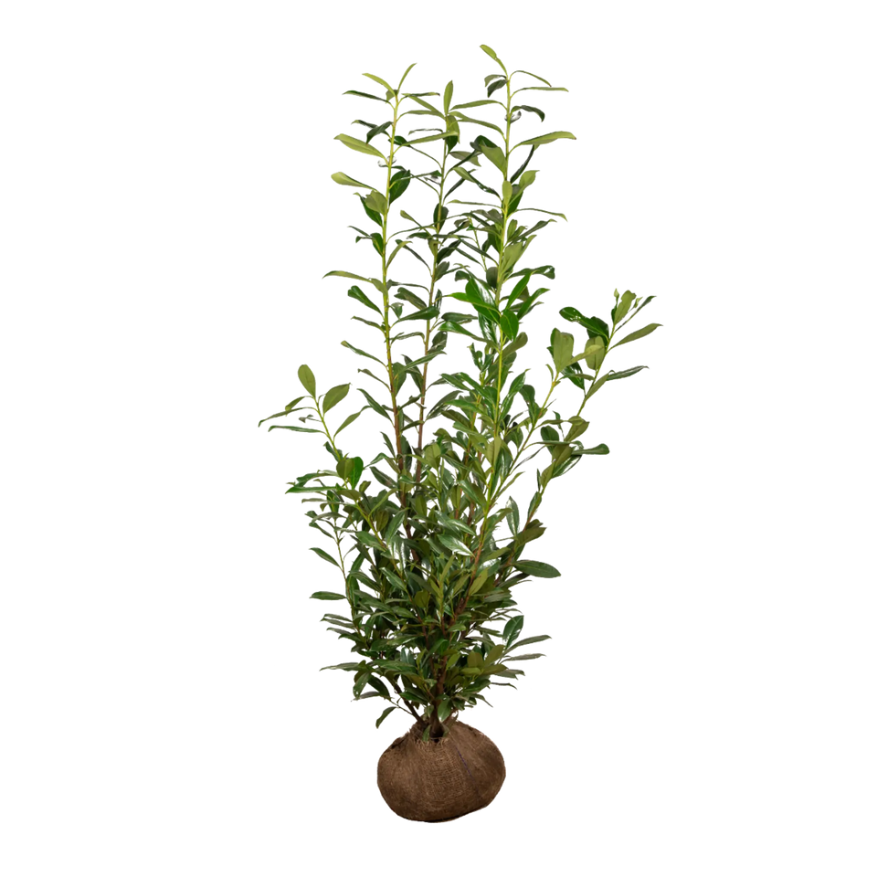 Kirschlorbeer Caucasica