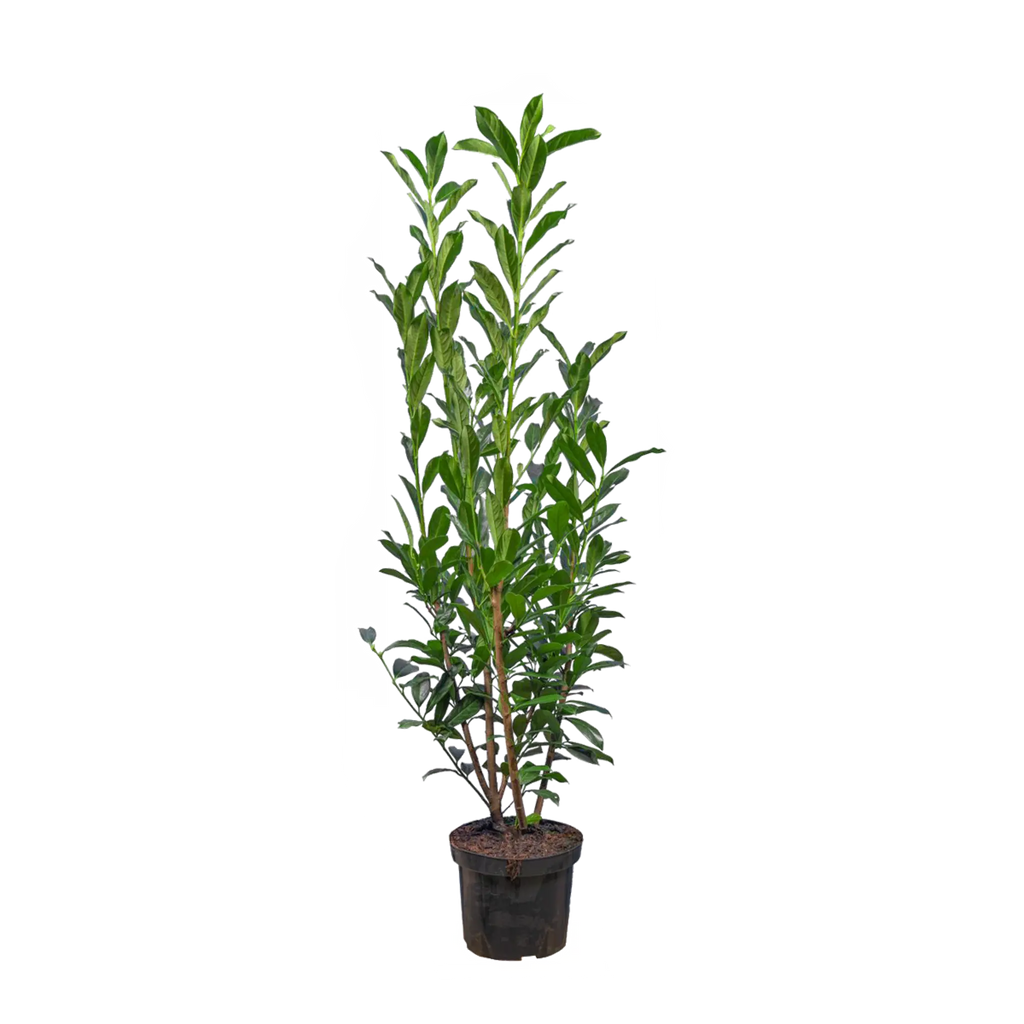 Kirschlorbeer Elly (Prunus laurocerasus 'Elly'®) | 100-125 cm im Topf