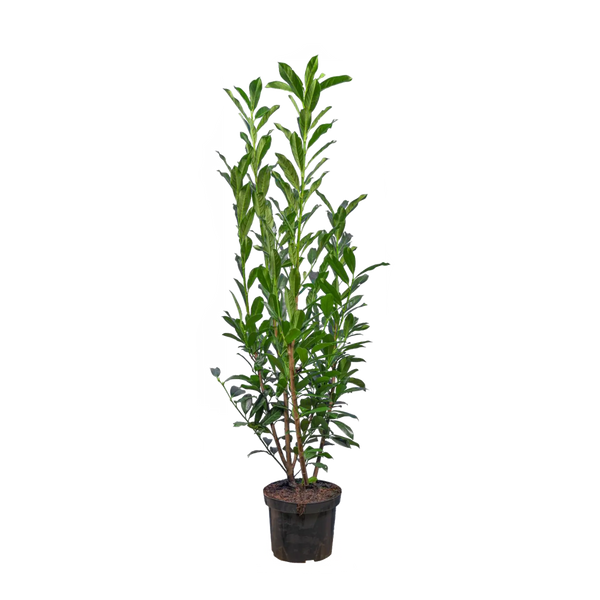 Kirschlorbeer Elly (Prunus laurocerasus 'Elly'®) | 100-125 cm im Topf