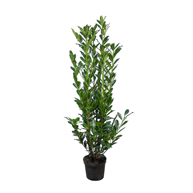 Kirschlorbeer Elly®