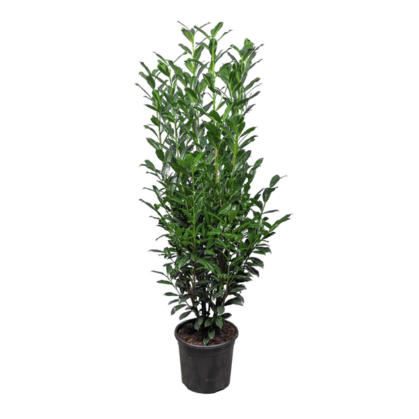 Kirschlorbeer Elly (Prunus laurocerasus 'Elly'®) | 150-175 cm im Topf