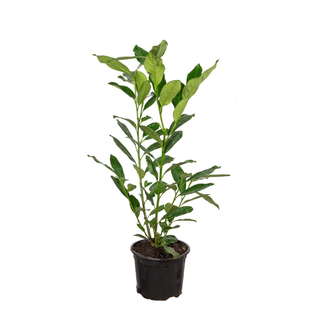Kirschlorbeer Elly (Prunus laurocerasus 'Elly'®) | 30-40 cm im Topf