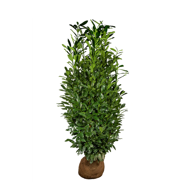 Kirschlorbeer Elly®