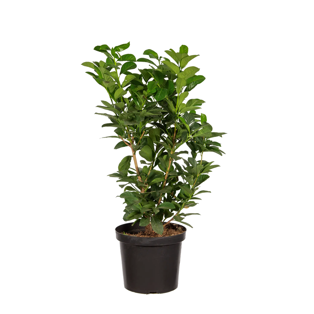 Kirschlorbeer Etna (Prunus laurocerasus 'Etna') | 50-60 cm im Topf