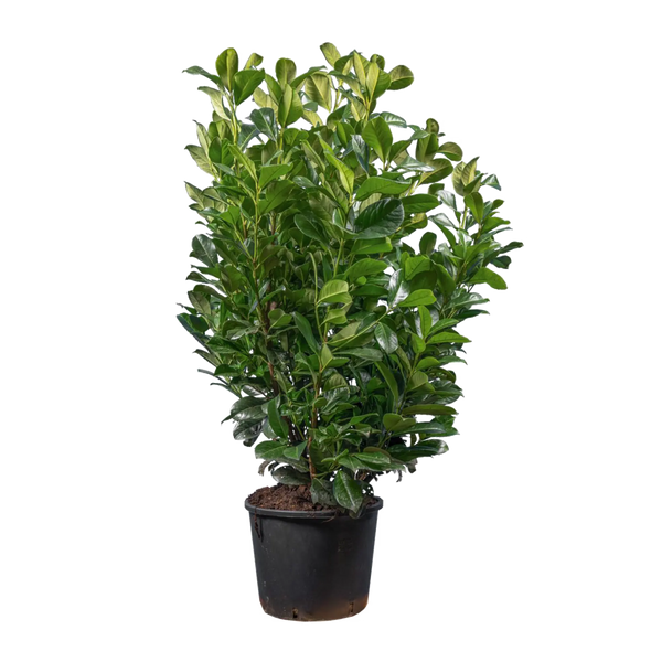 kirschlorbeer hochstamm etna Kirschlorbeer Etna (Prunus laurocerasus 'Etna') | 80-100 cm im Topf