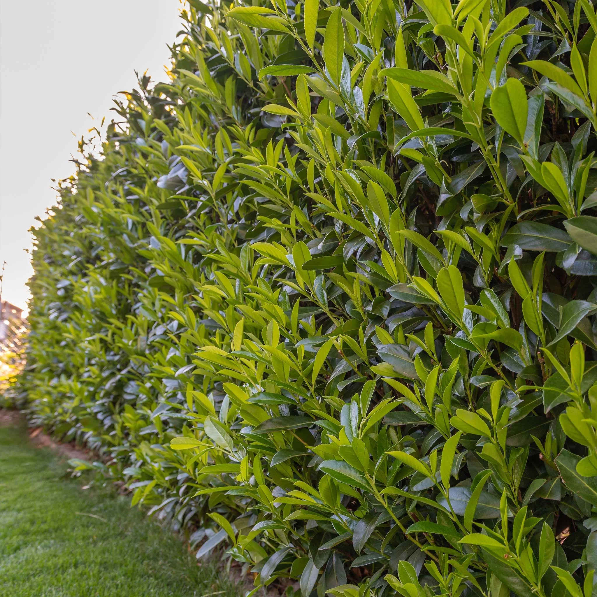 Kirschlorbeer Genolia ® (Prunus laurocerasus) | 140 cm Fertighecke