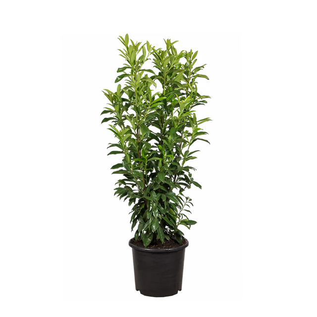 Kirschlorbeer Genolia ®