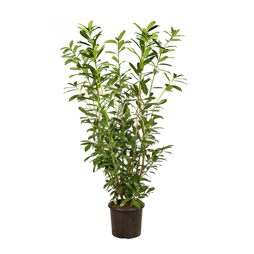 Kirschlorbeer Genolia ® (Prunus laurocerasus) | 125-150 cm im Topf