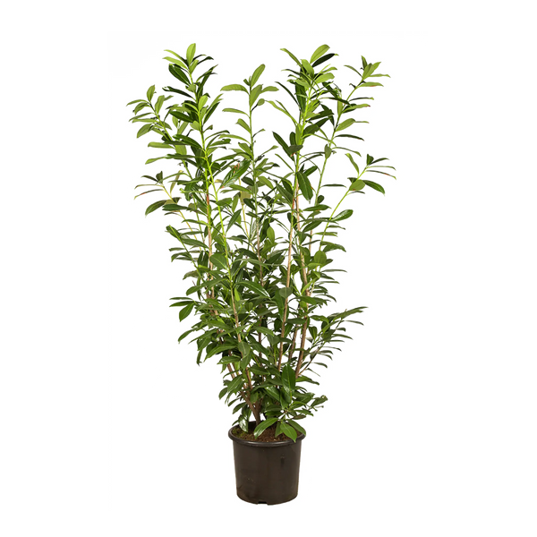 kirschlorbeer winterhart schnellwachsend Kirschlorbeer Genolia ® (Prunus laurocerasus) | 125-150 cm im Topf