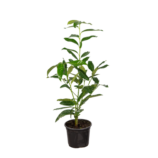 Kirschlorbeer Genolia ®