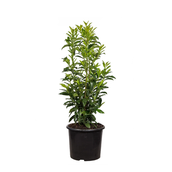 Kirschlorbeer Genolia ® (Prunus laurocerasus) | 80-100 cm im Topf