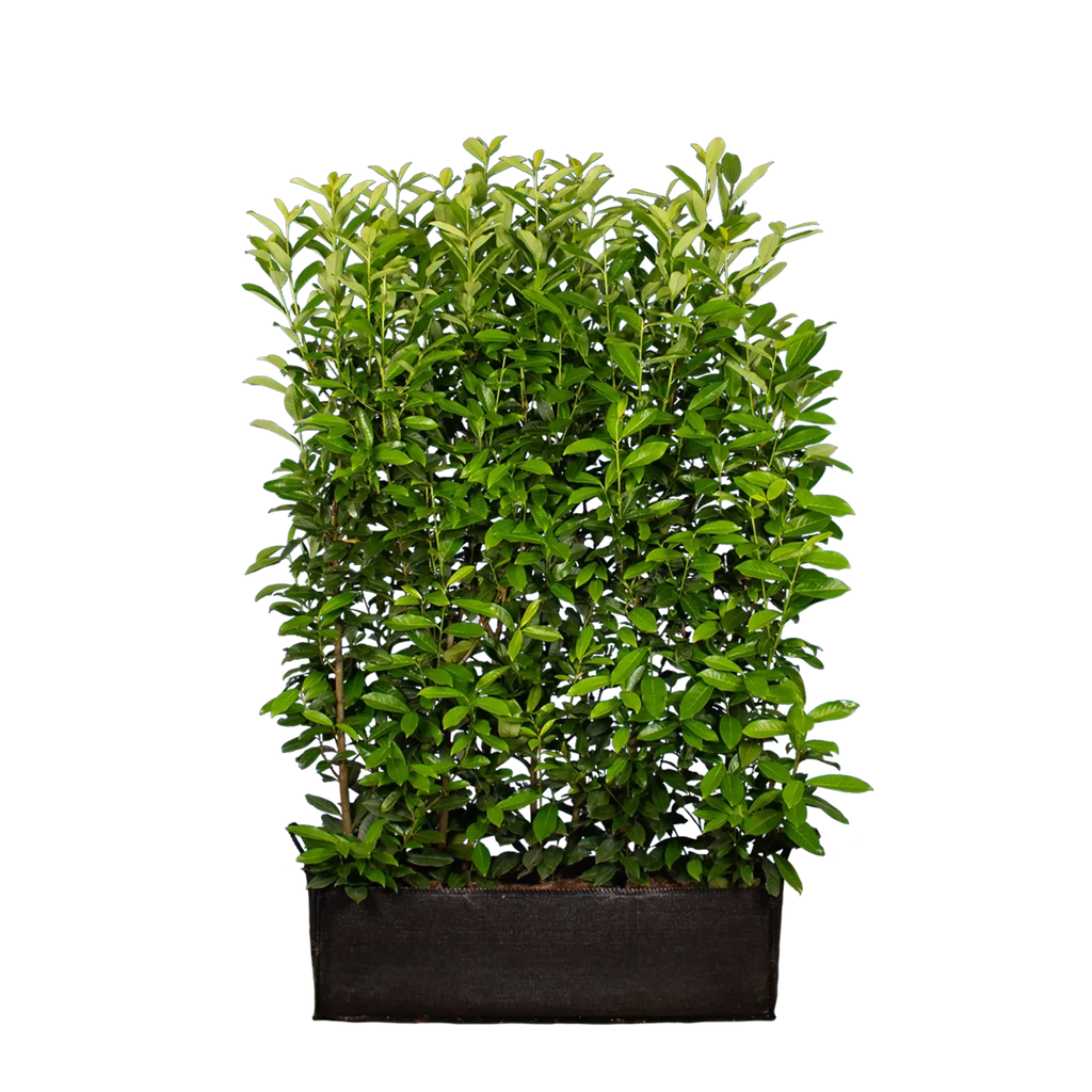 Kirschlorbeer Genolia ® (Prunus laurocerasus) | 160 cm Fertighecke
