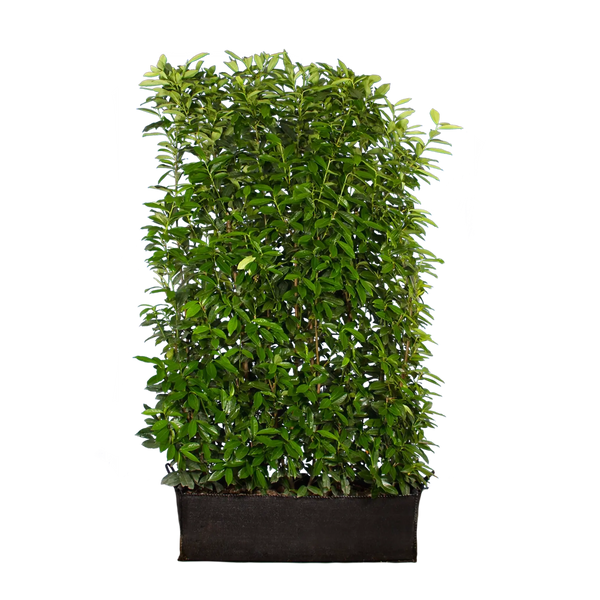kirschlorbeer nicht mehr kaufen Kirschlorbeer Genolia ® (Prunus laurocerasus) | 180 cm Fertighecke