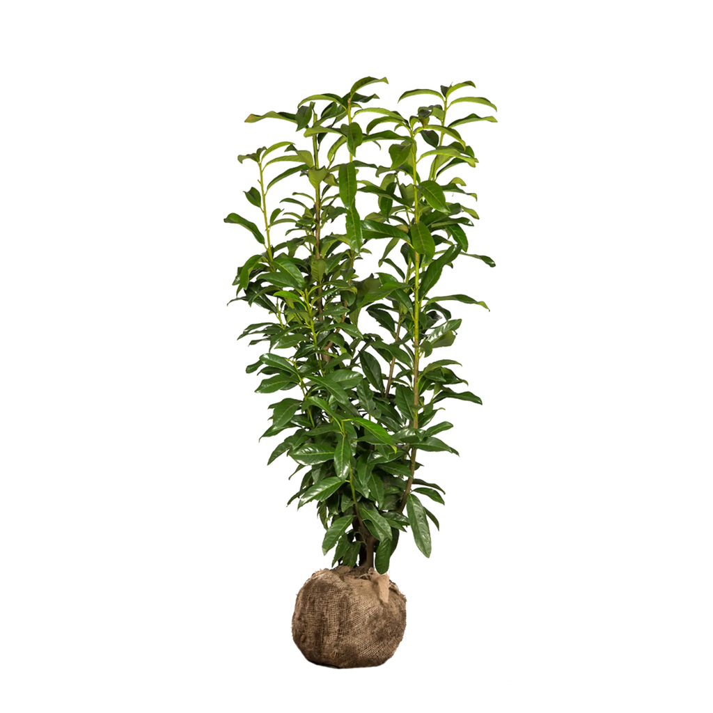 Kirschlorbeer Genolia ® (Prunus laurocerasus) | 125-150 cm mit Wurzelballen 