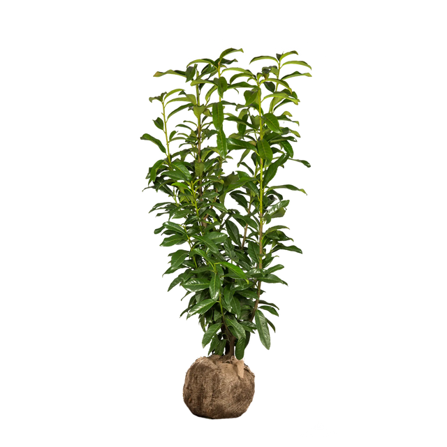 Kirschlorbeer Genolia ®